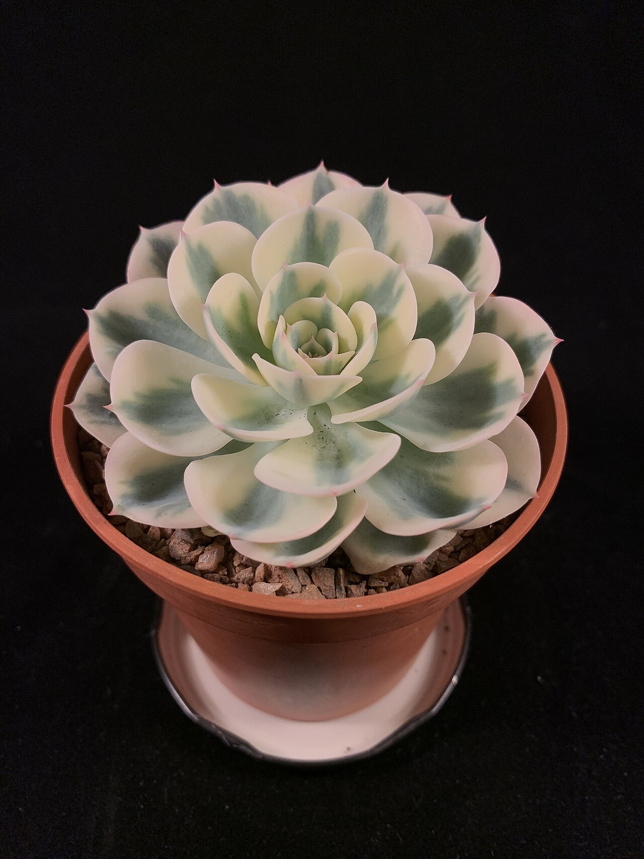 锦斑品种 Compton Carousel 家养上色