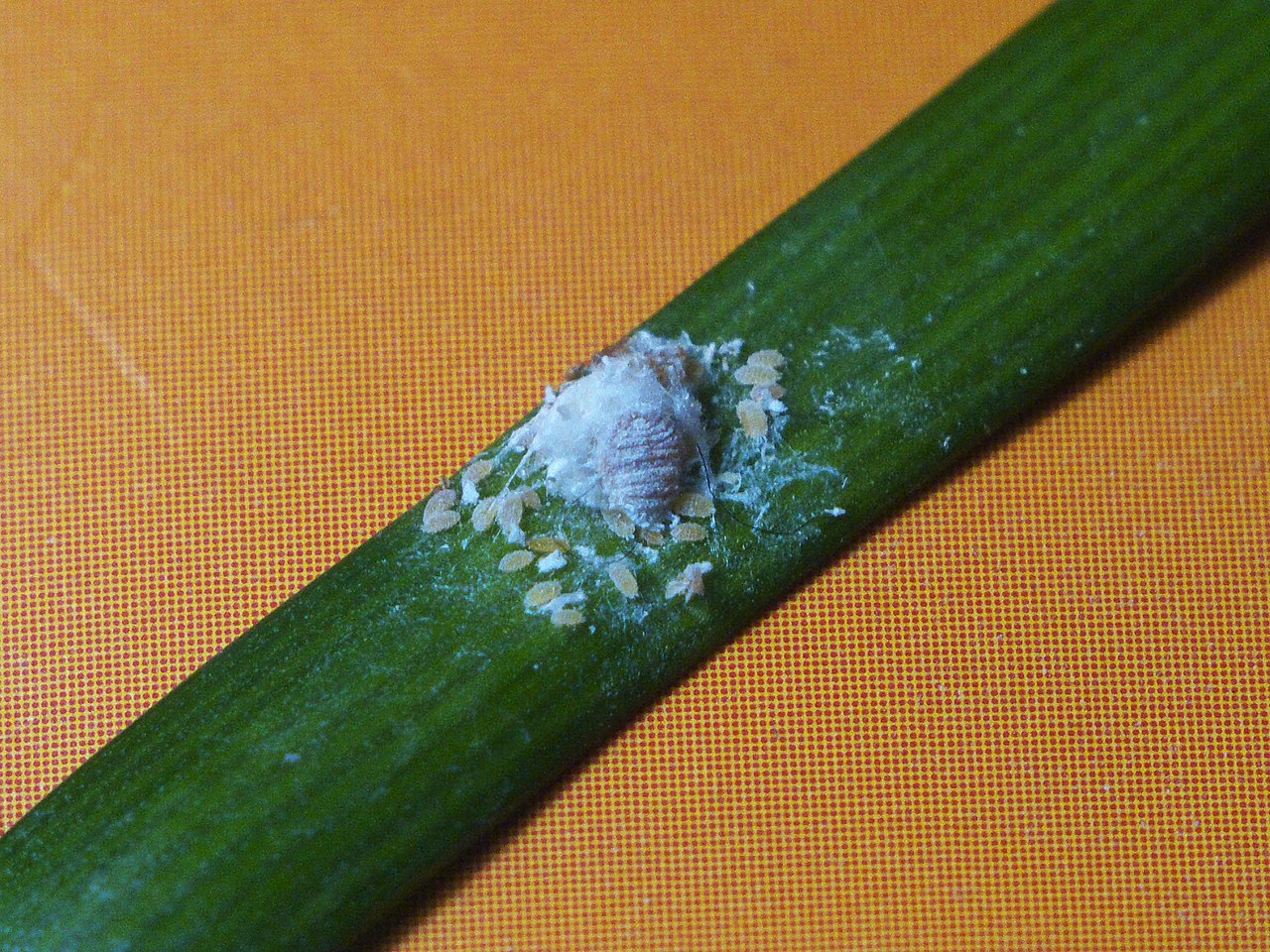 叶片上聚集的介壳虫