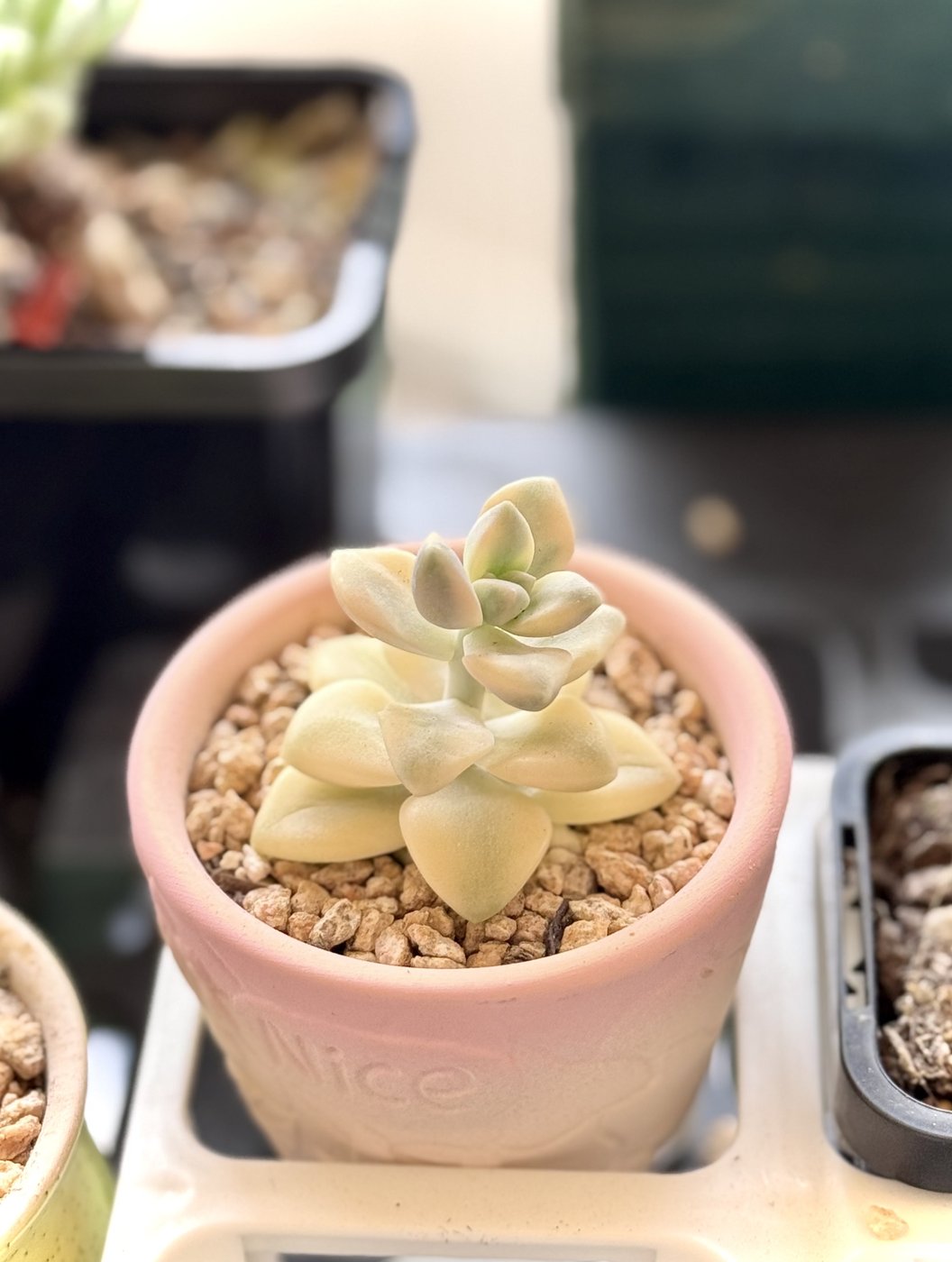 种在粉色 Nice 盆里的一株奶白带锦的美杏锦，叶片肥厚排成莲座