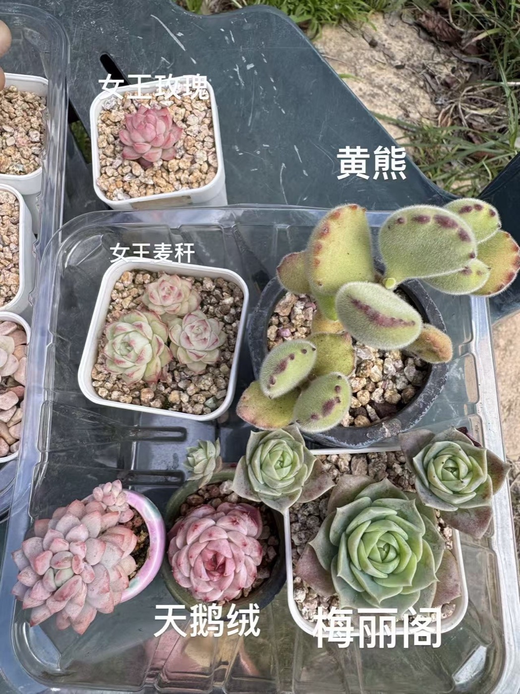 入坑第一批多肉之二：女王玫瑰、黄熊、女王麦秆、天鹅绒、梅丽阁等