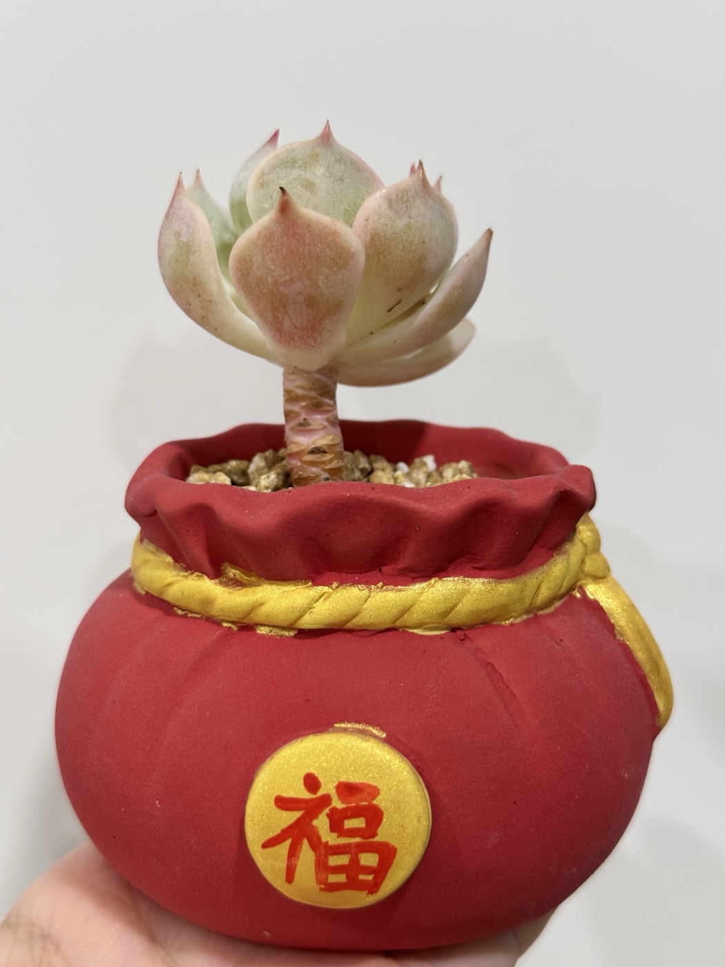 红色福袋造型的多肉花盆，里面种着一株粉嫩上色的拟石莲