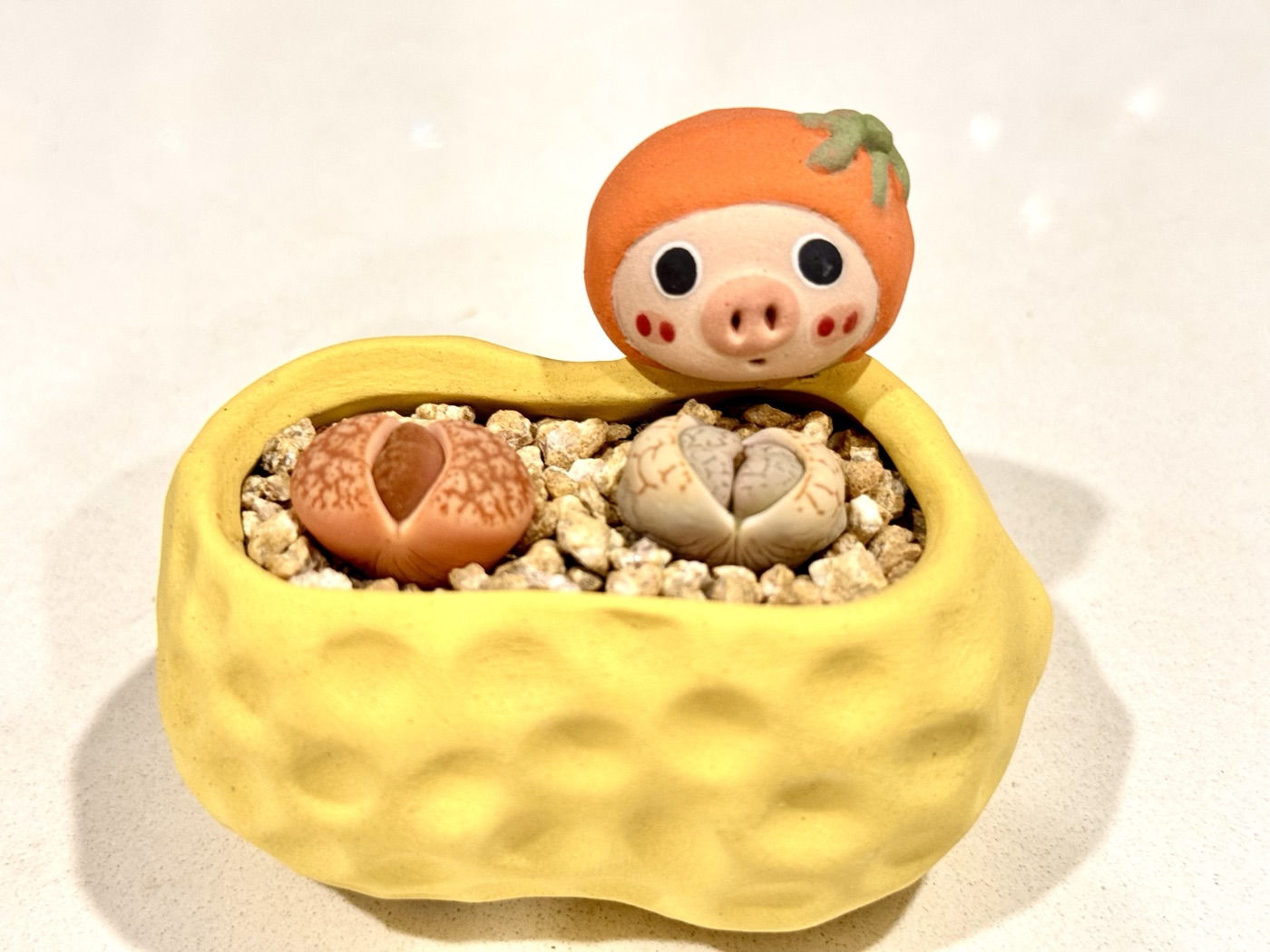 黄色花生壳造型花盆，盖子是小猪脸，里面种着两颗屁屁生石花